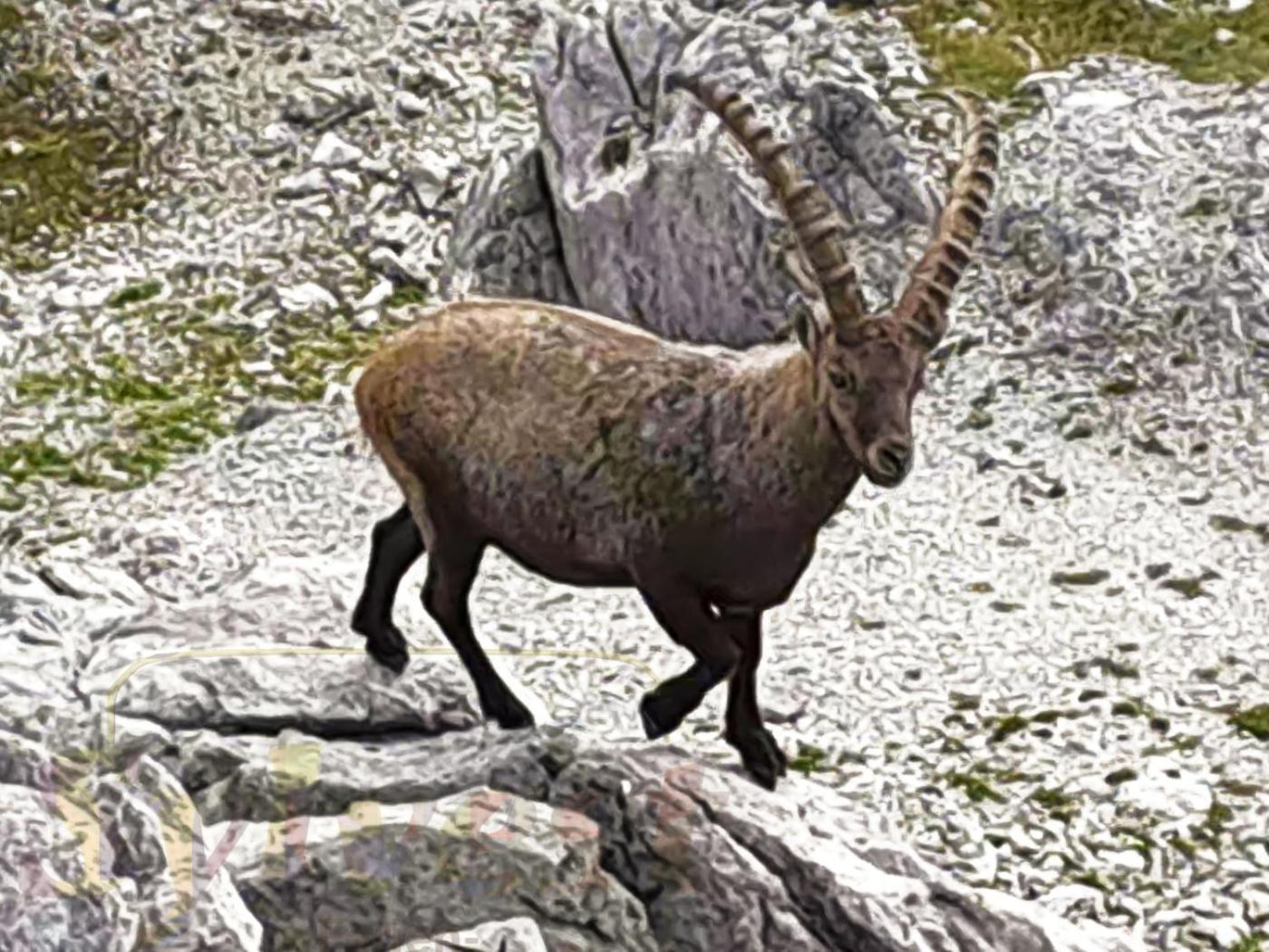 Haus Sylvest Daire Oberstdorf Dış mekan fotoğraf