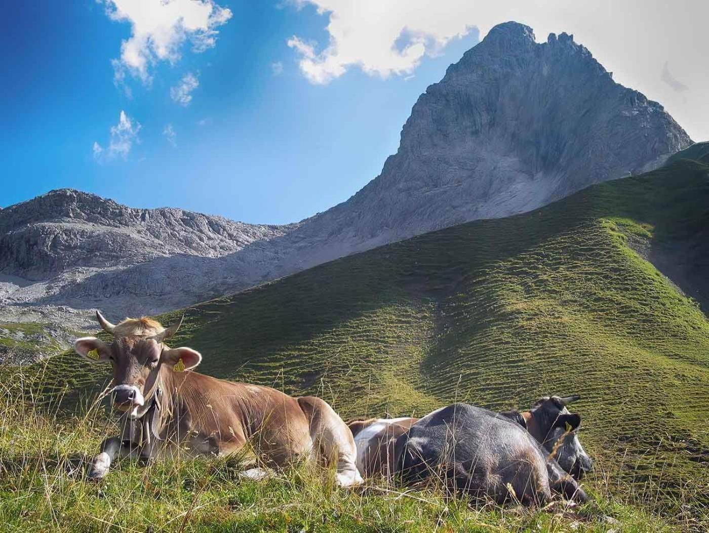 Haus Sylvest Daire Oberstdorf Dış mekan fotoğraf